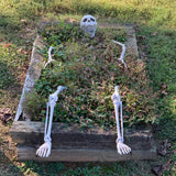 Halloween Skeleton Skull Prop