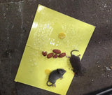 Mouse Trap, Mouse Glue Trap
